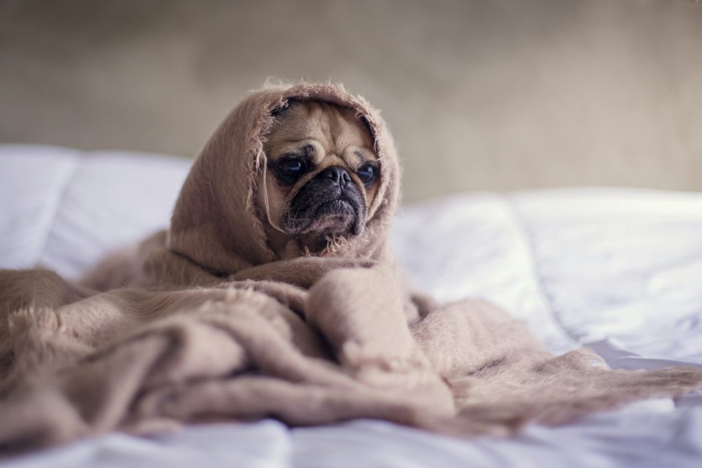 pug covered with blanket on bedspread Luxury Pet-Friendly Hotels and Resorts in California for High-End Dog-Friendly Vacations