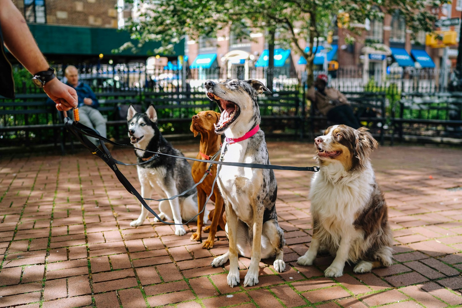 Dog Friendly Parks: Where Your Pooch Can Play and Explore