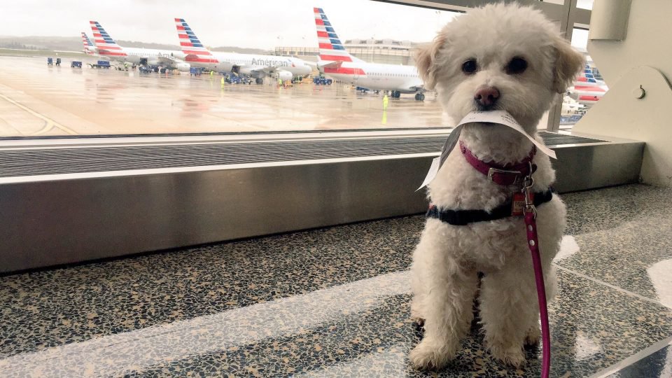 Flying with a Dog