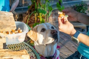 Homemade Bliss: Top DIY Dog Treat Recipes