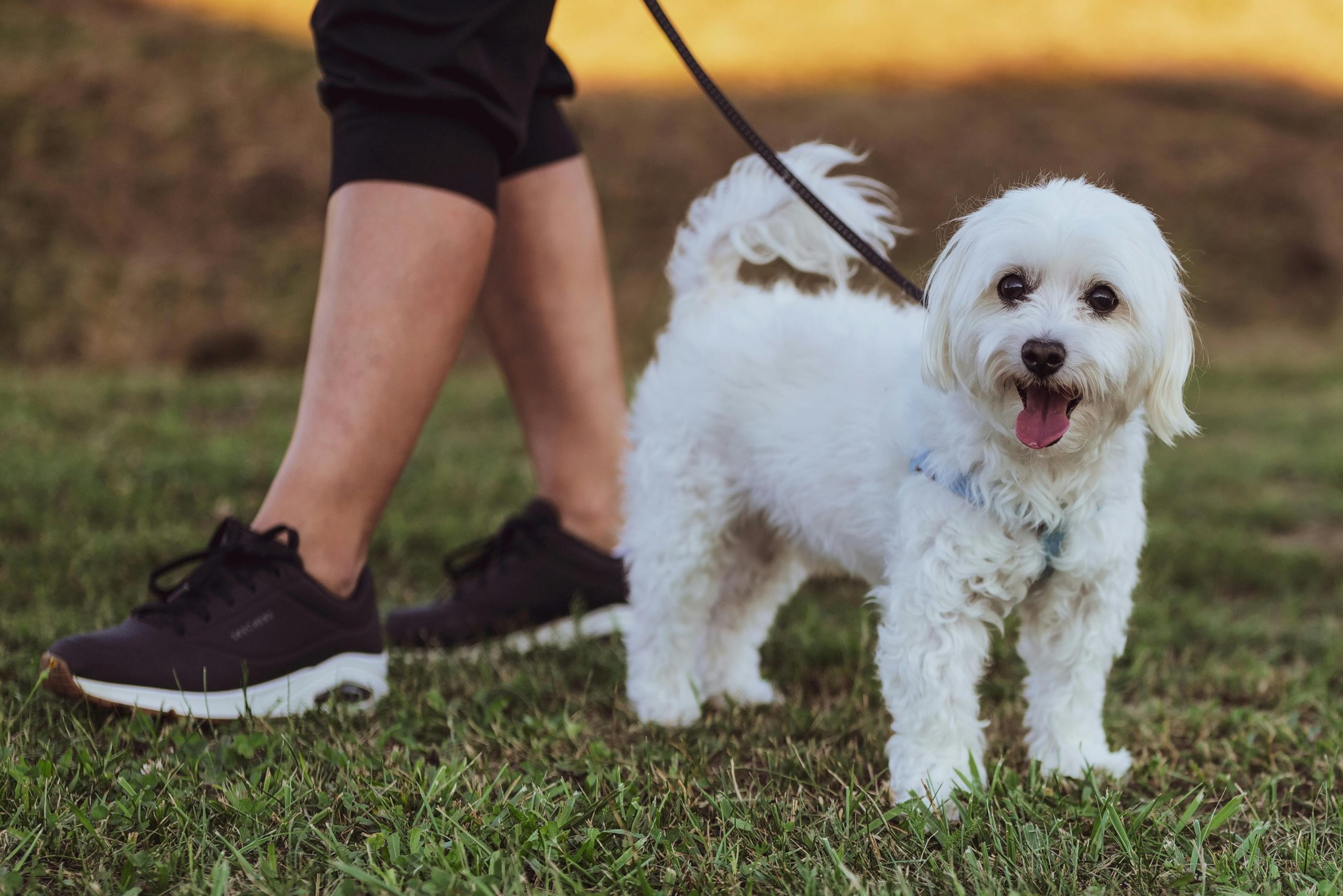 Traveling with Pets