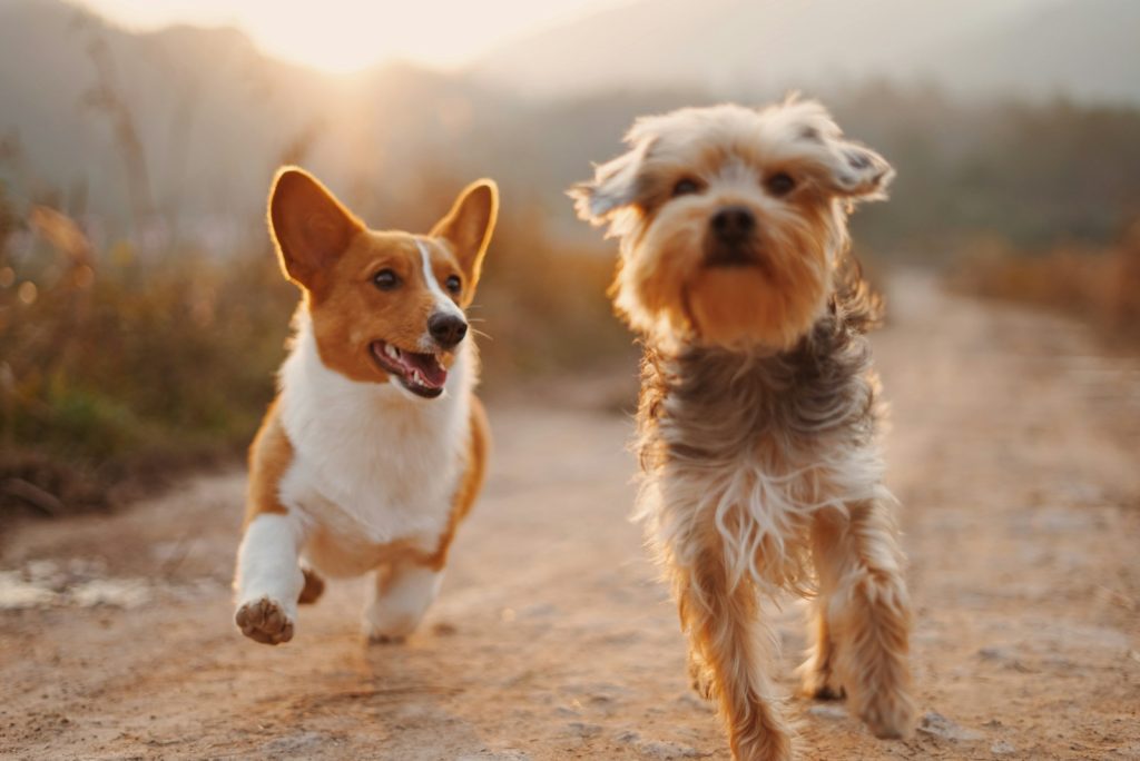 Luxury Pet-Friendly Hotels and Resorts in California for High-End Dog-Friendly Vacations